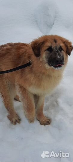 Собаки в дом