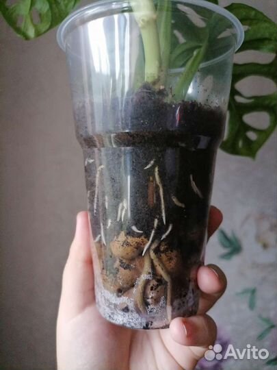 Монстера манки маск