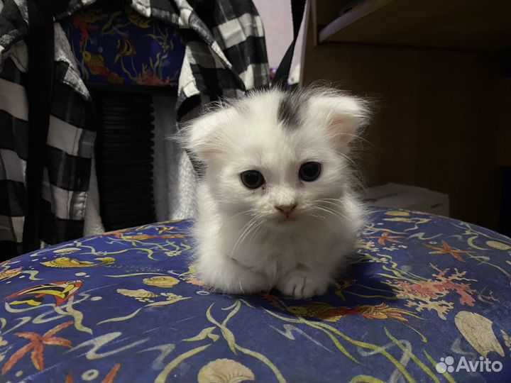 Котята в добрые руки бесплатно