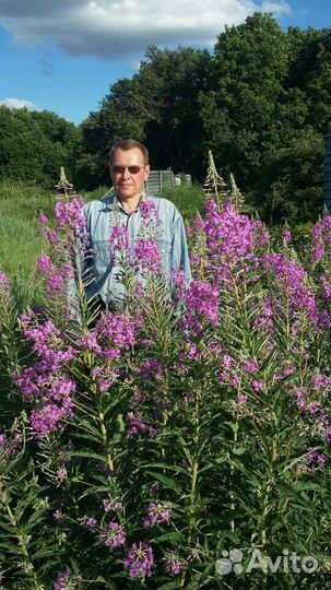 Иван Чай крупнолистовой ферментированный