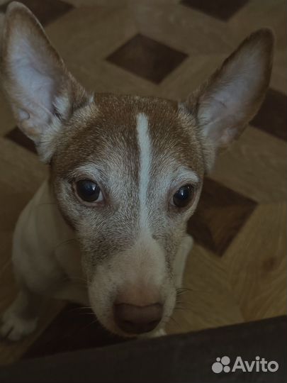 Жду хозяина