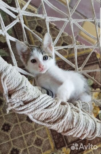 Кошки в добрые руки бесплатно