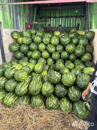 Арбуз Оренбург от 8 до 17 кг 300 тонн
