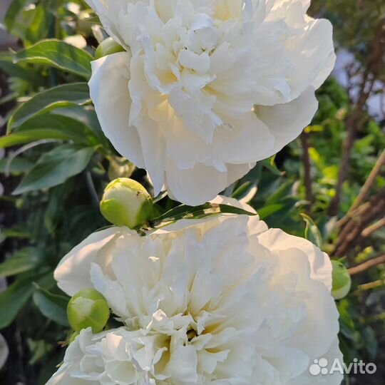 Продаю Садовые и комнатные растения