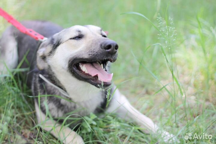 Молодая собачка Дженни ищет дом