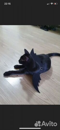 Аксессуары для кошек