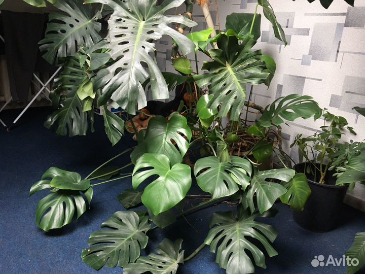 Монстеры 3 сорта гигант отростки