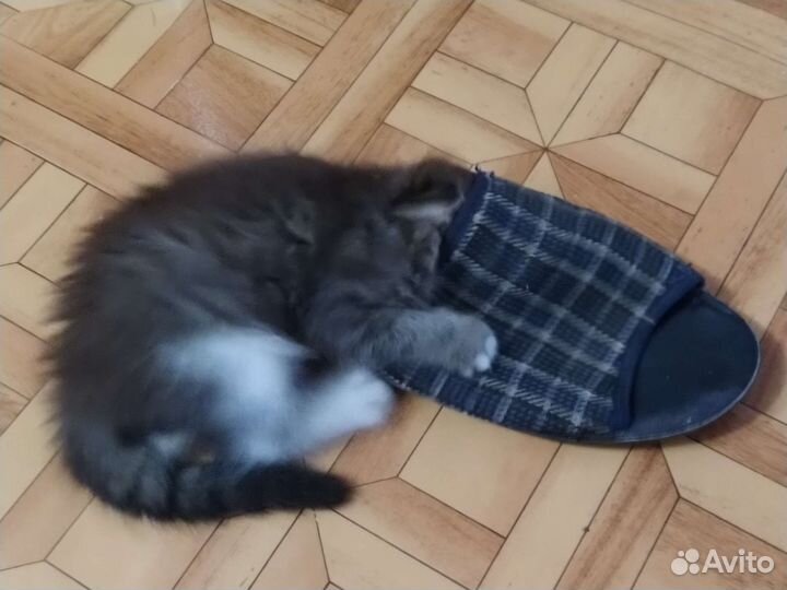 Котенок-мягкий пушистик