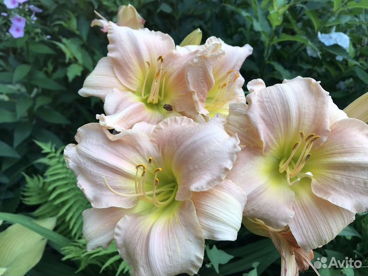 Сортовые лилейники