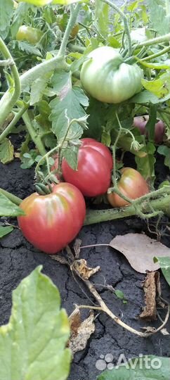 Помидор