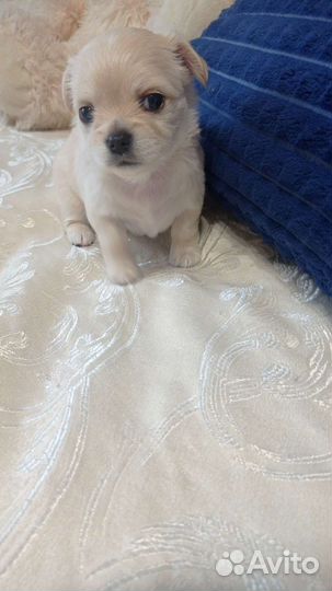 Щенки чихуахуа