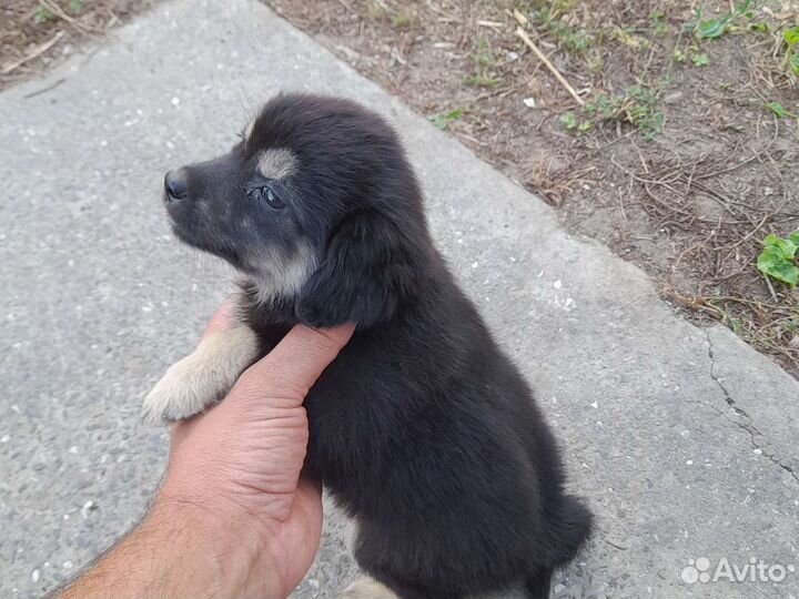 Отдам в хорошие руки самого ласкового щенка