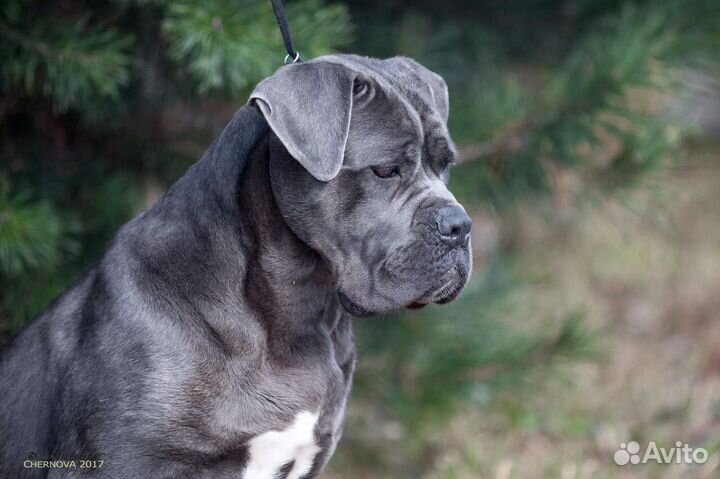 Американский булли, итальянский кане корсо