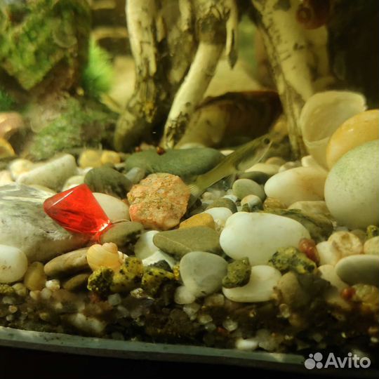 Продам гуппий