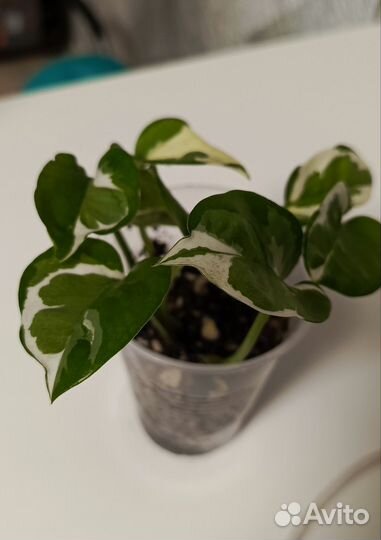 Сциндапсус н-джой