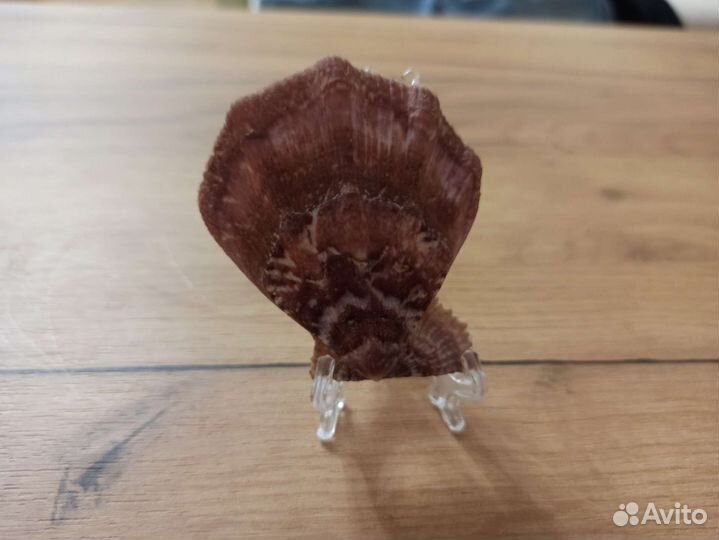 Морская раковина