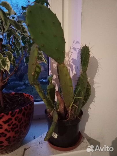 Большой кактус