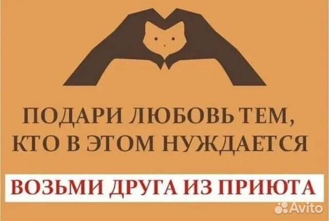 Котята из приюта