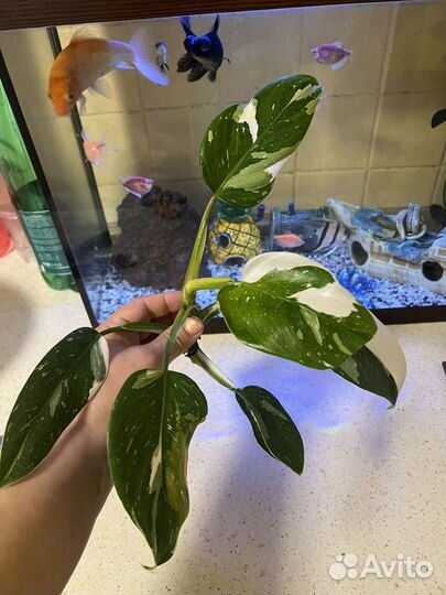 Филодендрон белая принцесса