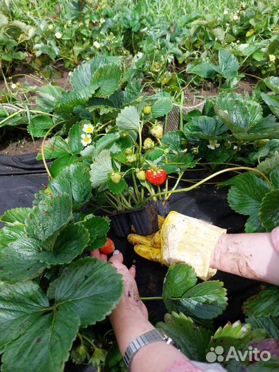 Клубника ремонтантная