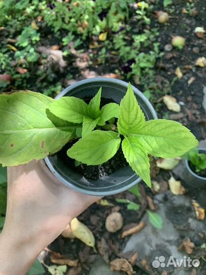 Гортензия крупнолистная черенки