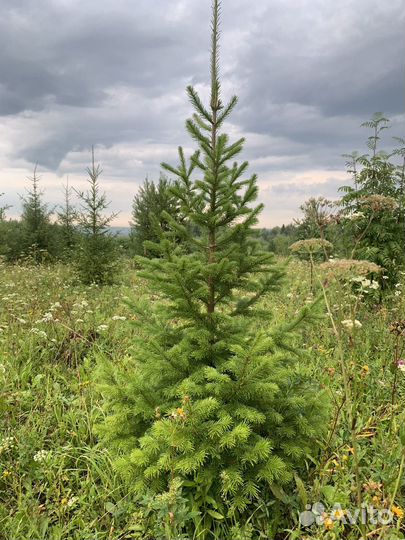Саженцы пихты, ели, сосны до 3м