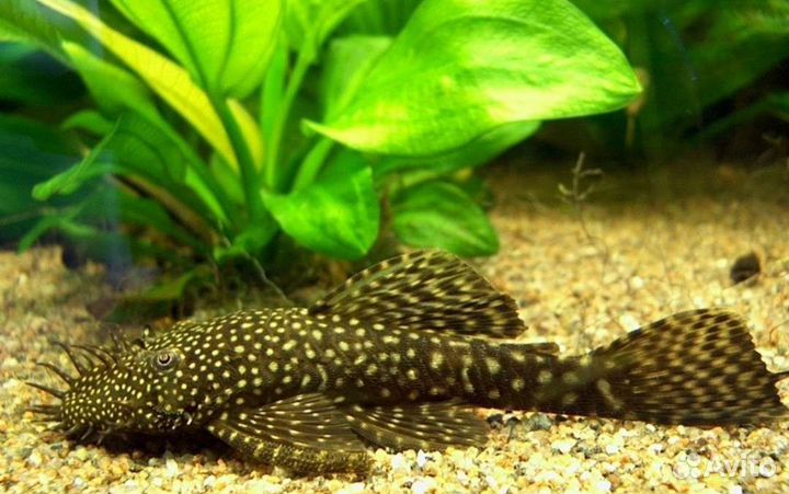 Аквариум с рыбками бронь до субботы