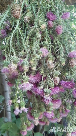 Чертополох мощный оберег