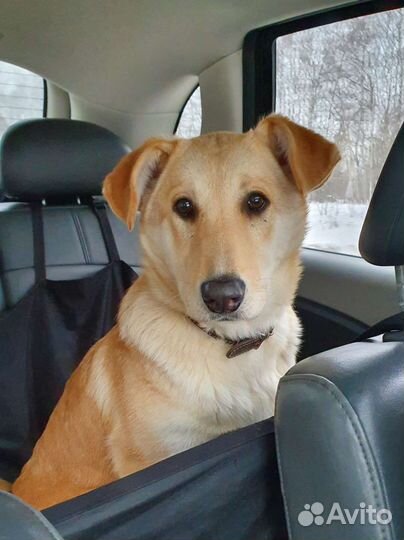 Щенки подростки в добрые руки