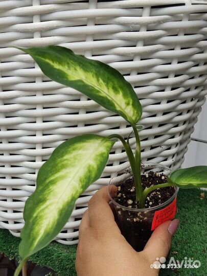 Диффенбахия Бертина