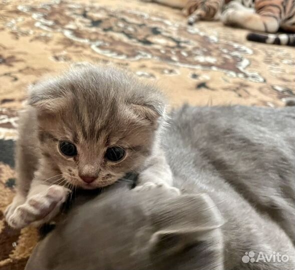 Шотландский вислоухий кот