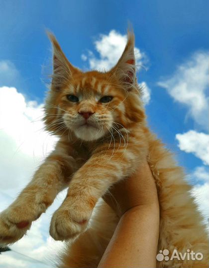 Котята из питомника