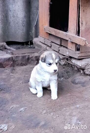 Щенки сибирской хаски