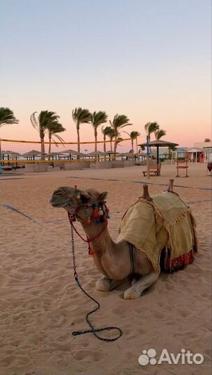 Горящие туры в Египет хорошие отели