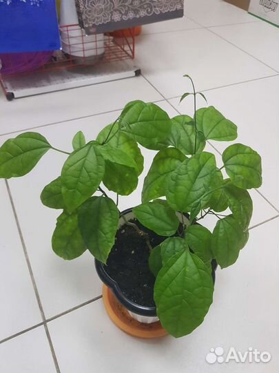 Клеродендрум Томпсона