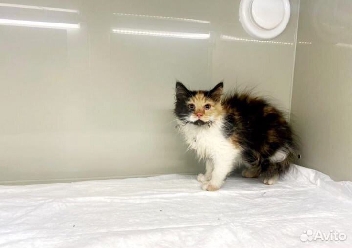 Котенок трехцветная девочка