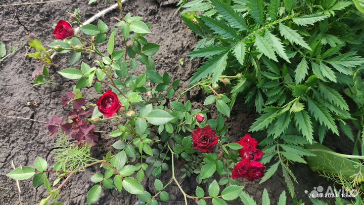 Садовые,многолетние растения