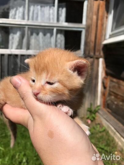 Котята в добрые руки