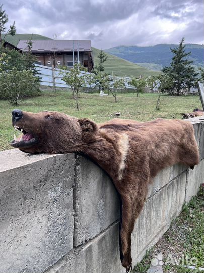 Шкура медведя имитация