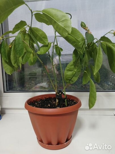 Лимон комнатный