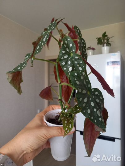 Бегония макулата