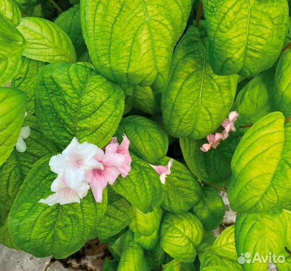 Вейгела Лайм Монстер