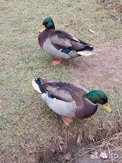Тульский Селезень