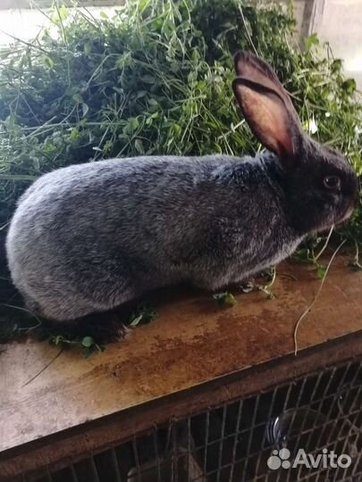 Кролики мясных пород