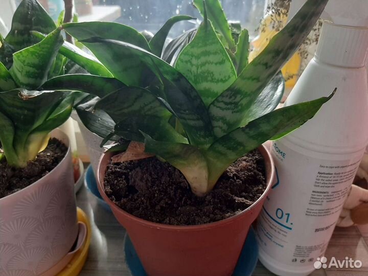 Комнатные цветы