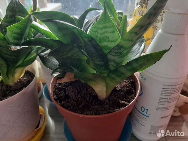 Комнатные цветы