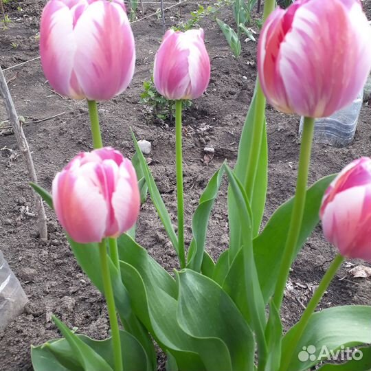 Тюльпаны луковицы