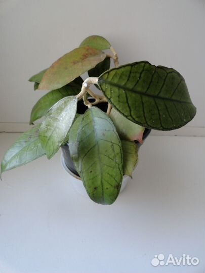 Хойи взрослые