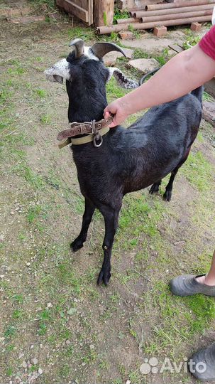 Продам коз