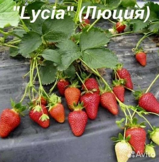 Рассада клубники лючия